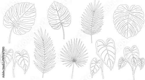 Collection of hand drawn tropical leaf line art illustrations featuring monstera palm and exotic foliage for minimalist botanical design projects elements