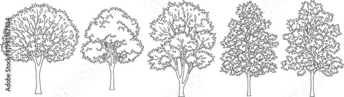 Set of five hand drawn deciduous tree vector illustrations with detailed leaf outlines and trunk textures for landscape design and architectural visualization elements
