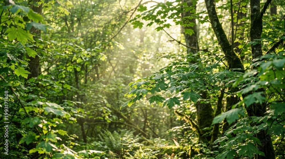 Fototapeta premium Forest foliage with soft sunlight filtering through lush green leaves, peaceful nature background with fresh calming atmosphere and vibrant organic texture, ideal for wellness or ecology concepts,