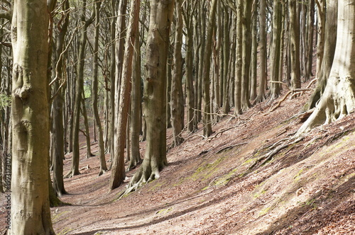 Tableau sur toile Dense Beech Forest in Soft Natural Light