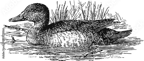 Vintage hand drawn illustration of a duck swimming in water with grass background