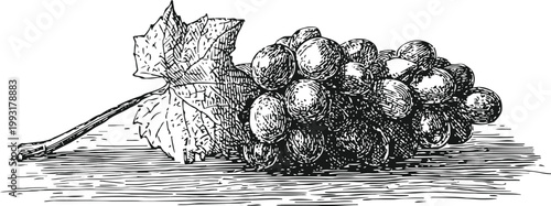 Black grape bunch with leaf vintage engraved grapevine fruit illustration