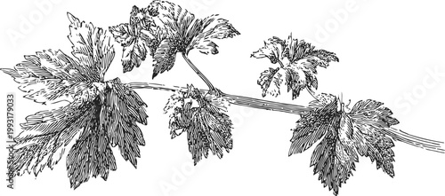 grape vine branch with leaves detailed botanical illustration vintage drawing