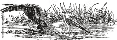 Pelican swimming in water among tall grass reeds detailed black and white illustration