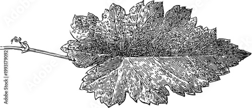 Detailed hand drawn grapevine leaf illustration with stem and textured veins in black and white