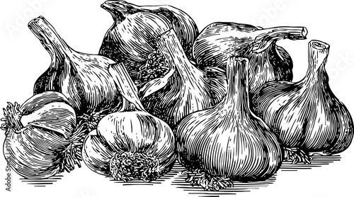 Hand drawn garlic bulbs pile detailed black and white sketch of fresh whole garlic cloves with stems and roots