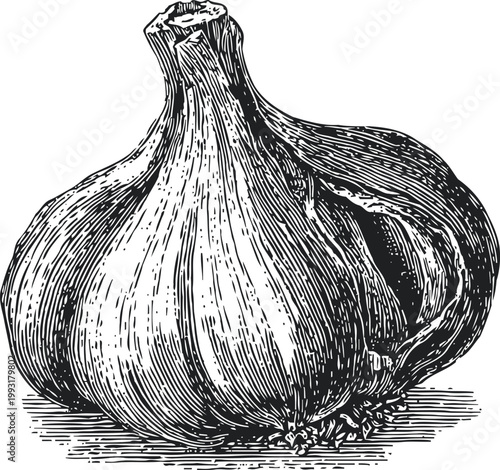 hand drawn garlic bulb illustration with detailed carving lines for food and spice design