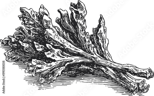 Vintage illustration of fresh oak leaf lettuce, detailed hand drawing of salad vegetable