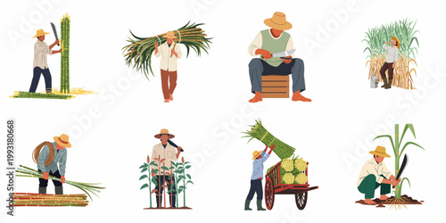 Set of illustrations depicting farmers harvesting, cutting, carrying, and loading sugarcane stalks in various agricultural stages, isolated on a white background.