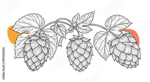 Hand drawn botanical illustration of beer hops on a branch with detailed line work and abstract orange and red shapes.