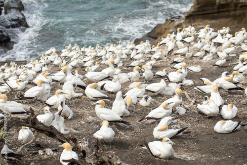 Gannet colony with chicks on coastal cliffs by the ocean
