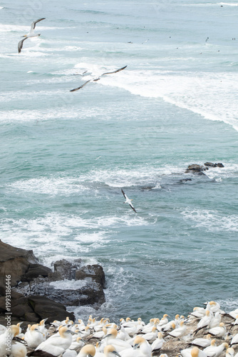 Gannet seabird colony with chicks on coastal cliff and ocean waves New Zealand
