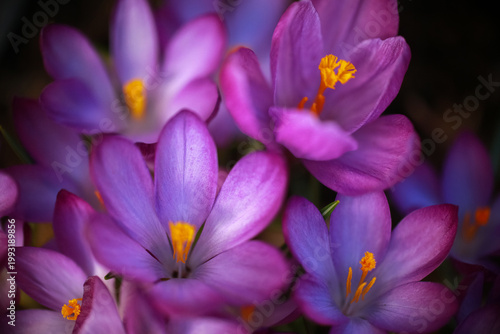 Blooming spring plant Crocus