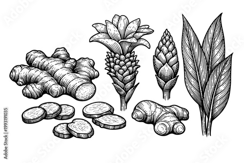 Botanical hand drawn engraving of ginger plant parts including rhizome, sliced root, leaves, flower, and bud; vintage style vector illustration for herbal medicine, cooking, and spice design.