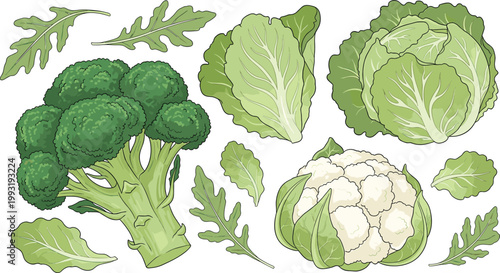Fresh Green Vegetable Collection with Broccoli, Cauliflower, Cabbage, and Arugula Leaves for Healthy Food and Nutrition Designs