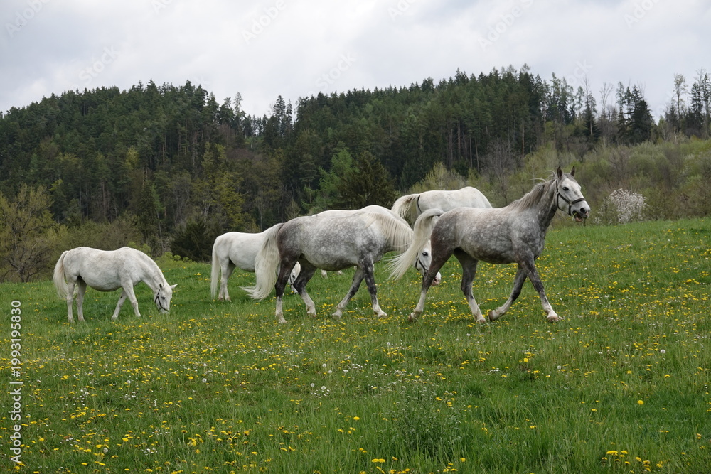 Obraz premium Lipizzaner on the pasture in spring . Lipizzaner auf der Weide im Frühjahr