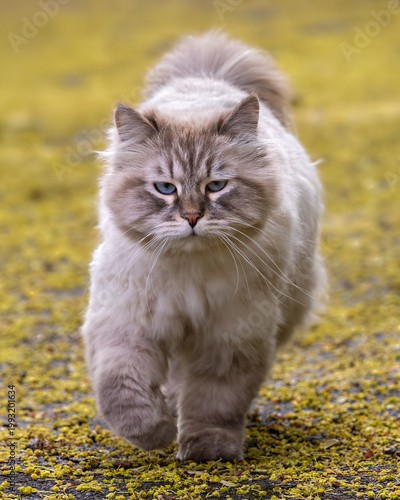 A stray fluffy Neva Masquerade cat, a breed of Siberian cat, with a seal tabby point and blue eyes, is running along a forest path.