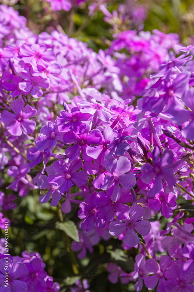 Obraz premium Bright purple flowers grow in a sunny garden during spring season in a neighborhood backyard