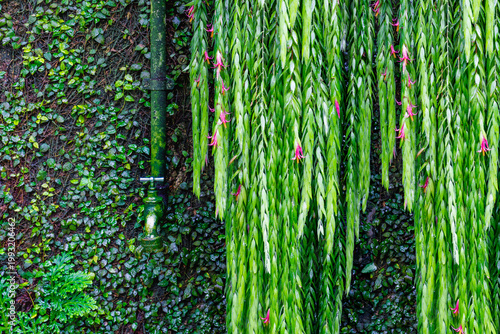 Quadro su tela Water drips from a pipe where green plants grow along a wall with light pink flo