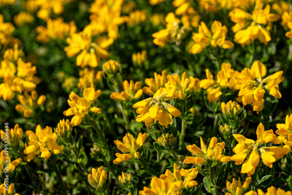 Fototapeta premium Gros plan sur un tapis dense de petites fleurs jaune vif créant une texture naturelle lumineuse sur un feuillage vert foncé.