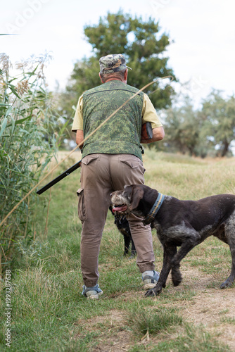 A hunter with a gun and his pet dogs. A spaniel and a german wirehaired pointer drathaar in search of a pheasant.
