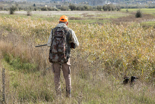 A hunter with a gun and his pet dogs. A spaniel and a german wirehaired pointer drathaar in search of a pheasant.