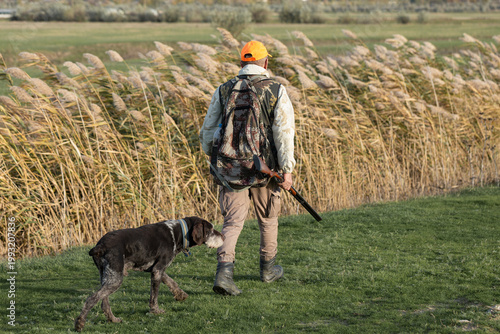 A hunter with a gun and his pet dogs. A spaniel and a german wirehaired pointer drathaar in search of a pheasant.