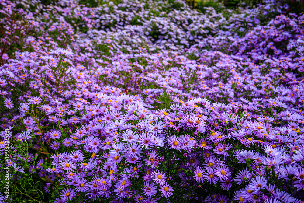 Fototapeta premium Purple flowers bloom in a garden during the late afternoon sun in autumn season