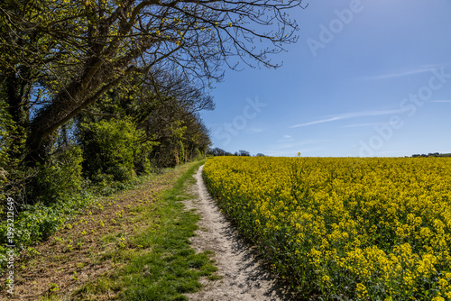 Принти на полотні A sunny spring day in the South Downs with a view along a path next to a field o