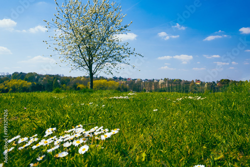 Blooming tree with daisy meadow on sunny spring countryside landscape