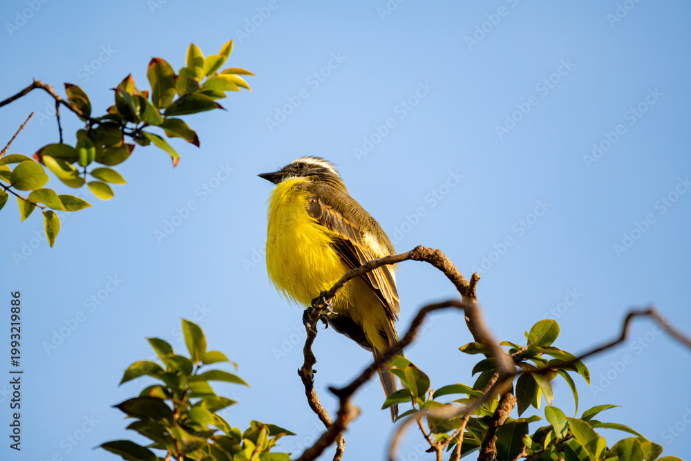 Obraz premium Great Kiskadee, a beautiful Great Kiskadee in the branches of a jaboticaba tree, in the Brazilian summer, natural light, selective focus.