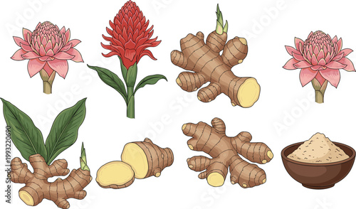 Ginger Root and Flower Vector Illustration with Fresh, Dried, and Powdered Ginger for Herbal and Natural Remedies Designs