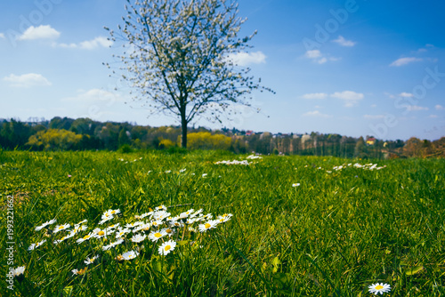 Daisy flowers in green meadow with blooming tree on sunny spring day