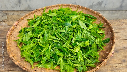 Принти на полотні Fresh Green Tea Leaves in Wooden Bowl, Organic Herbal Ingredient and Natural Agriculture Concept