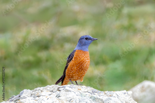 A colorful Common Rock Thrush (Monticola saxatilis) perched on a rock in its natural mountainous habitat, captured in soft natural light with.