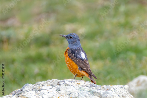 A colorful Common Rock Thrush (Monticola saxatilis) perched on a rock in its natural mountainous habitat, captured in soft natural light with.