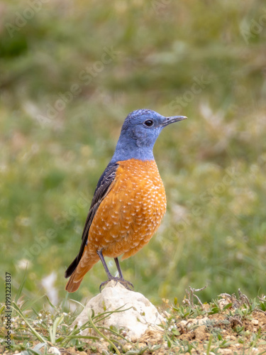 A colorful Common Rock Thrush (Monticola saxatilis) perched on a rock in its natural mountainous habitat, captured in soft natural light with.