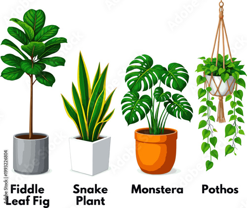 Create a realistic kinds of deferent Houseplants in elevation view for use in architectural drawings - 2D, vector art with white background..