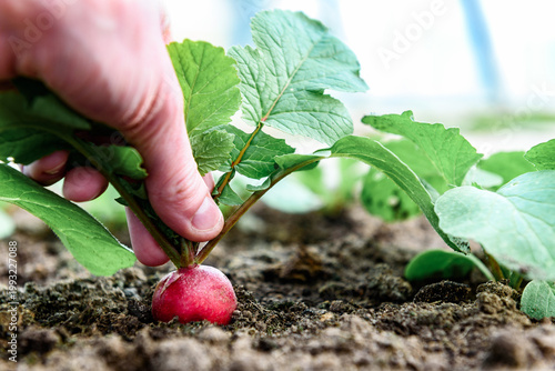 Fresh red radish growing in the soil in a greenhouse in spring.