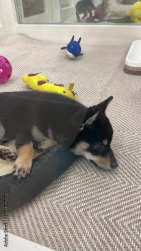a black and tan Shiba Inu puppy rests in a soft bed on a textured floor. its pointed ears and fox-like face show the breed’s alert, loyal nature, with toys behind adding a playful indoor vibe at pet s