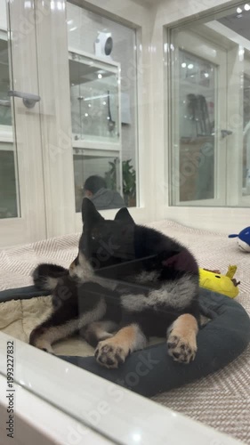 a black and tan Shiba Inu puppy rests in a soft bed on a textured floor. its pointed ears and fox-like face show the breed’s alert, loyal nature, with toys behind adding a playful indoor vibe at pet s