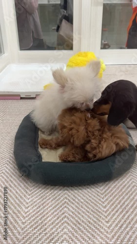 two playful puppies, a fluffy white pomeranian and a curly brown poodle, tumble and nibble gently in a soft bed. their tiny size and lively energy create an adorable, cozy indoor scene at a pet shop. 