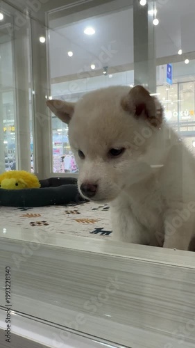 a fluffy white Shiba Inu sits calmly behind a glass enclosure, gazing softly to the side. its thick coat and pointed ears highlight its purebred charm inside a bright pet shop setting