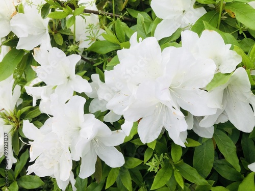 Obraz na płótnie まっ白なつつじの花のクローズアップ
