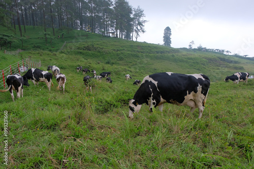 A herd of black and white cows grazing on a lush green hillside near a forest, creating a peaceful rural landscape with fresh air and natural scenery.