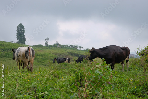 A herd of black and white cows grazing on a lush green hillside near a forest, creating a peaceful rural landscape with fresh air and natural scenery.