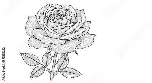 Detailed hand-drawn monochrome rose illustration capturing its intricate petals and botanical elegance