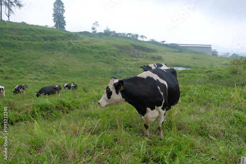 A herd of black and white cows grazing on a lush green hillside near a forest, creating a peaceful rural landscape with fresh air and natural scenery.