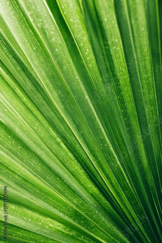 Tropical Green Leaf Closeup Vertical Summer Nature Background with Copy Space