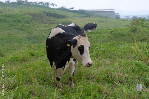 A herd of black and white cows grazing on a lush green hillside near a forest, creating a peaceful rural landscape with fresh air and natural scenery.